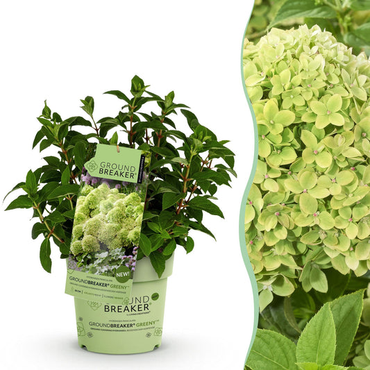 🌸 Hydrangea Groundbreaker Greeny | Pluimhortensia