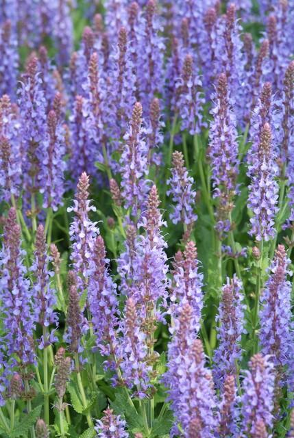 🌸 Salvia nemorosa ‘Caradonna’ – Salie (6 Stuks)