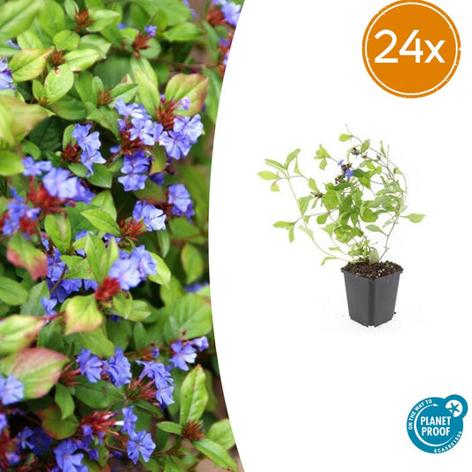 🌿 Ceratostigma plumbaginoides – Winterharde Bodembedekker met Blauwe Bloei (24 stuks)