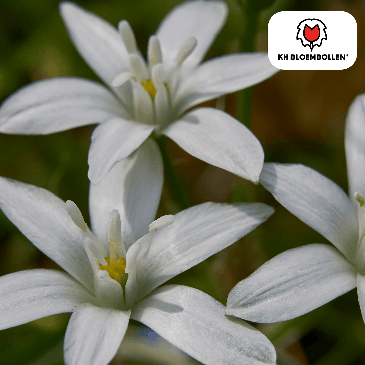 🌼Ornithogalum Vogelmelk Voorjaarsbloeier & Verwilderingsbol (30 stuks)