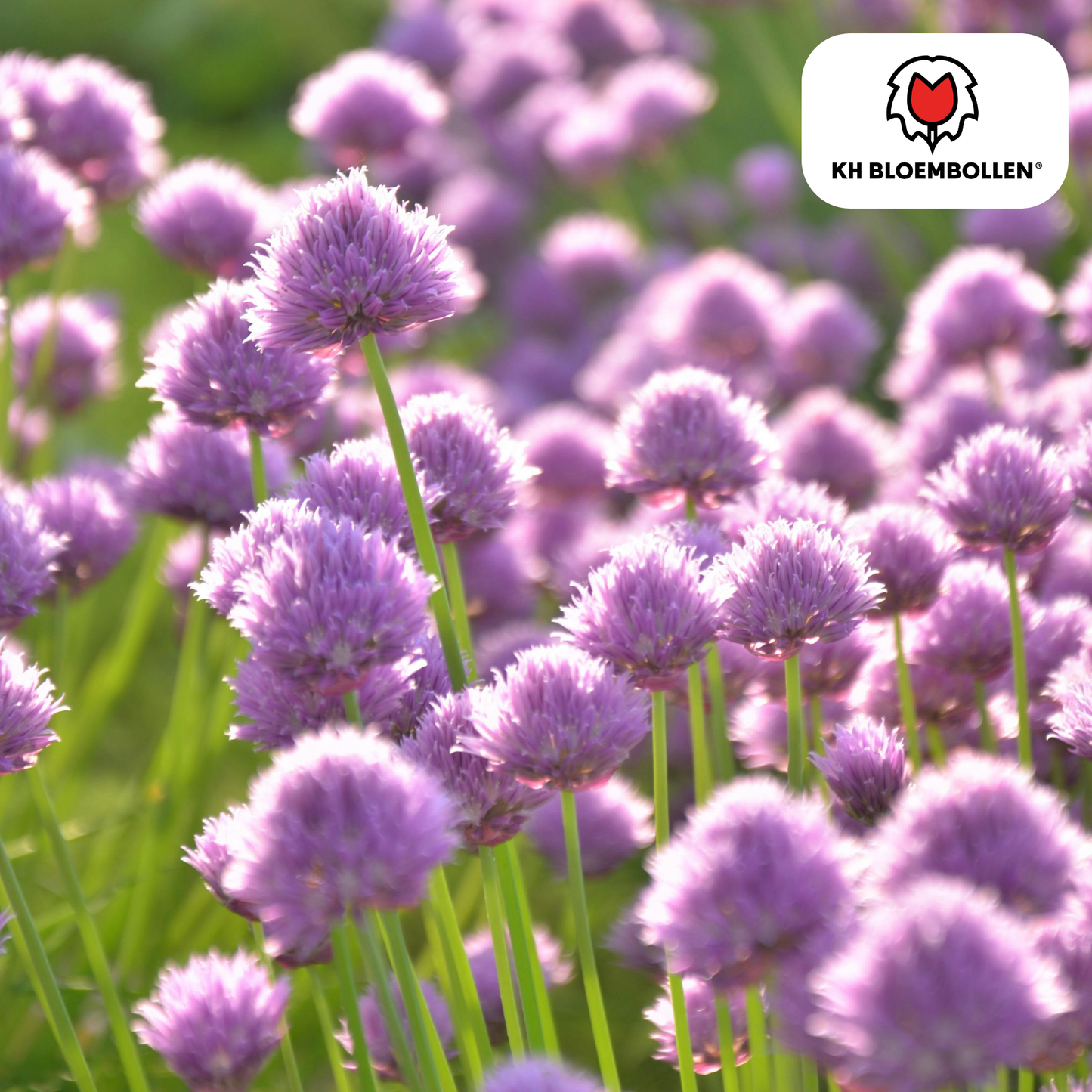 Allium carolinianum 🌸 | 15 Bloembollen – Subtiele Sierui voor Elegante Borders