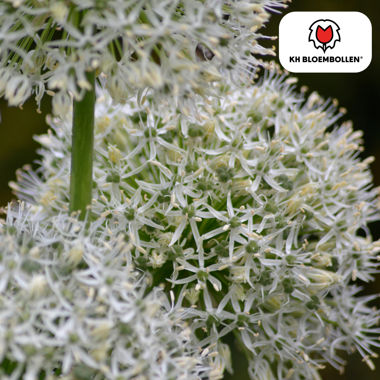 🌼 Allium ‘White Giant’ Majestueuze Witte Sierui & Bijenlokker (5 stuks)