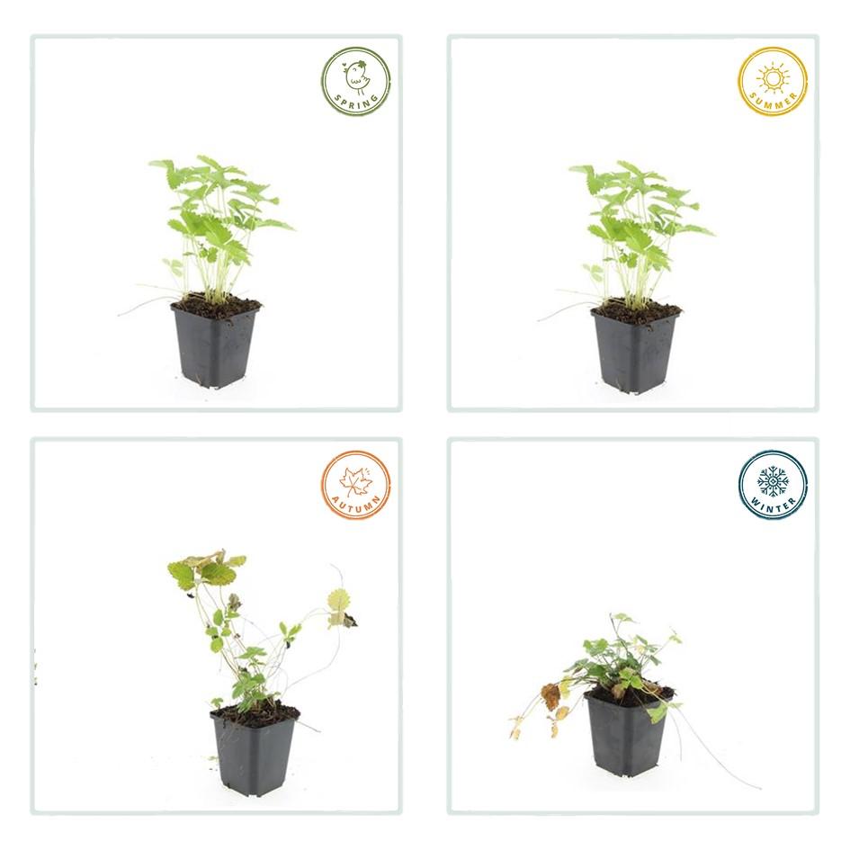 🍓 Fragaria vesca – Eetbare Aardbei – 6 Planten – Ø9 cm – ↕10–25 cm
