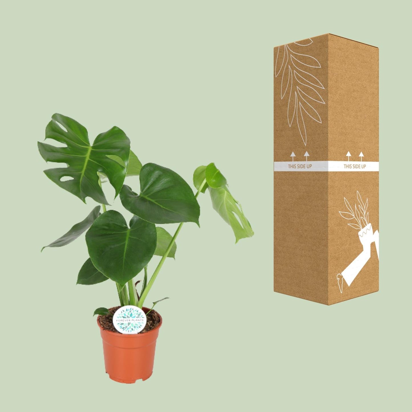 🌿 Monstera Deliciosa | Grote Gatenplant met Tropische Uitstraling