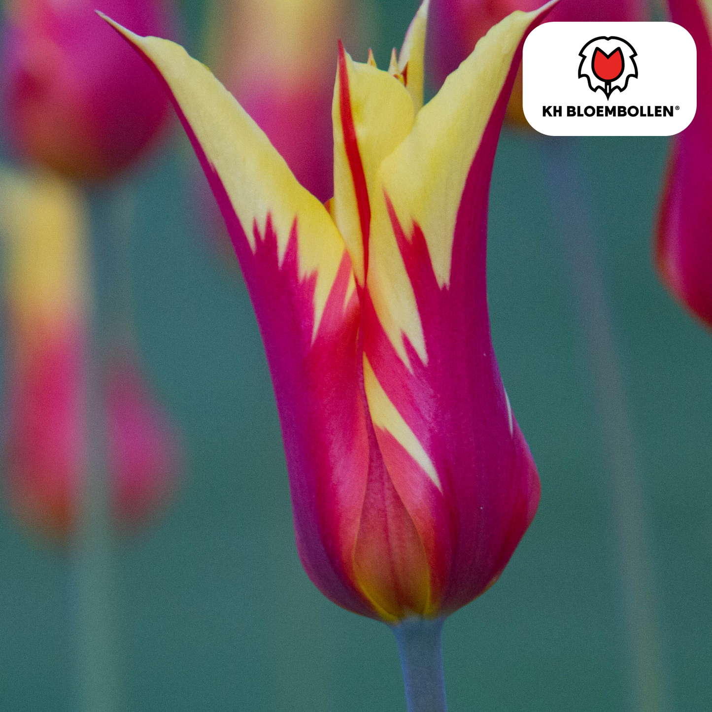 🌷 Tulpenbollen ‘Fire Wings’ – Rood-Geel Gevlamde Tulp (20 Stuks)