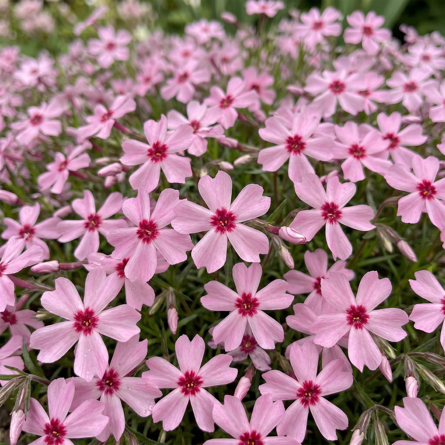 🌿 Phlox subulata 'Rosette' – Roze Vlambloem | 3 stuks