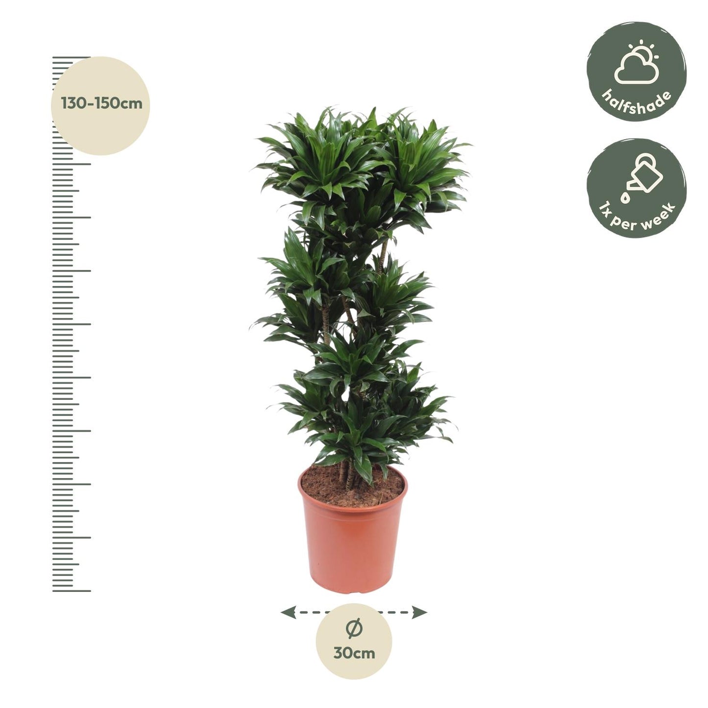 🌿 Dracaena Compacta | Grote Luchtzuiverende Kamerplant
