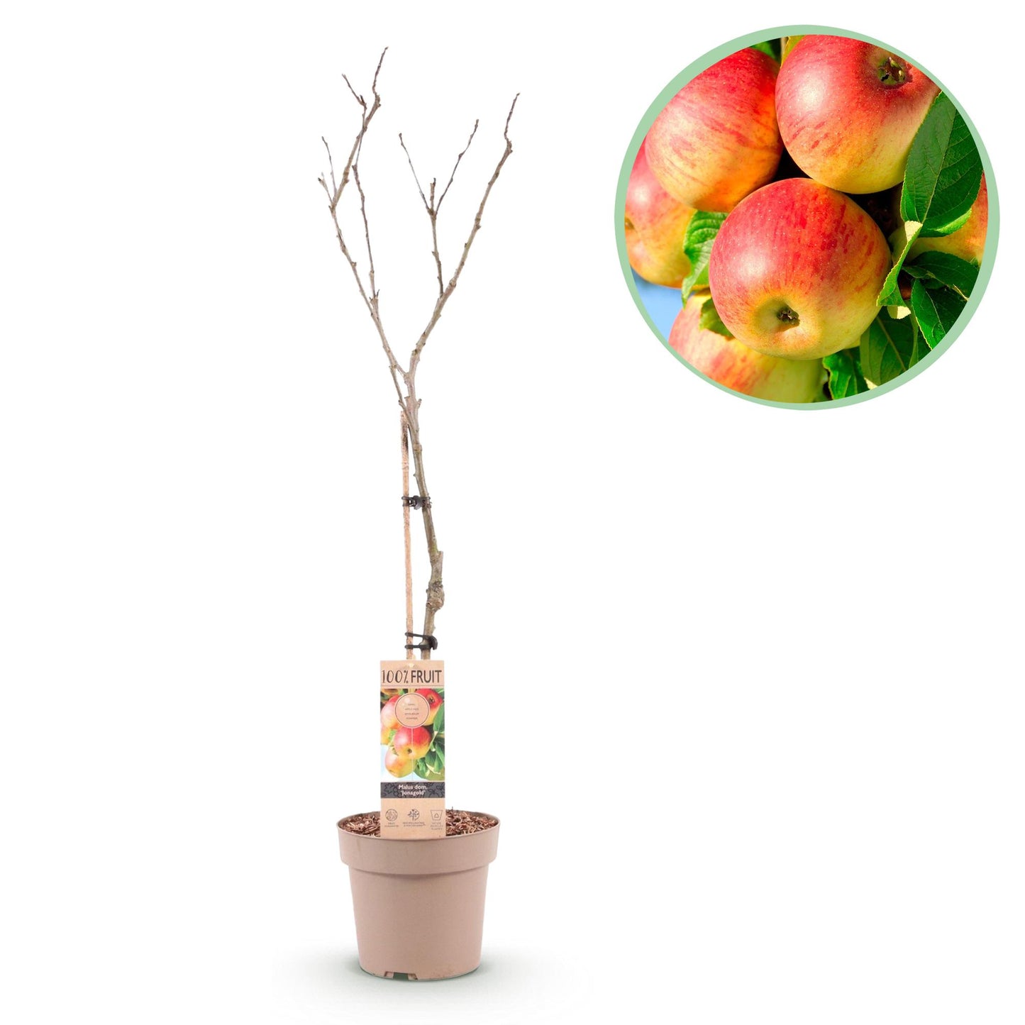 🍏 Malus domestica ‘Jonagold’ – Appelboom