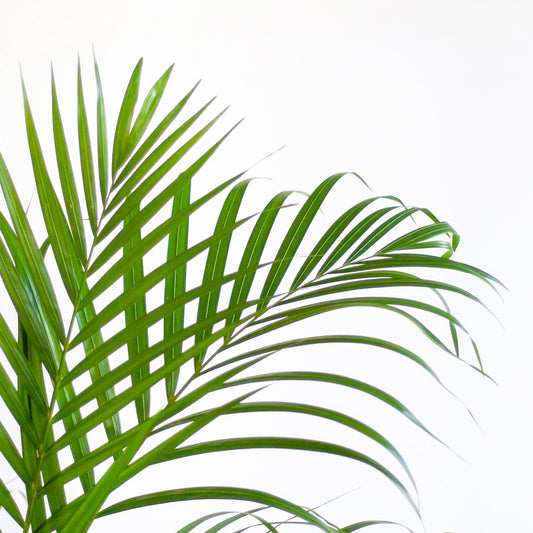 🌴 Dypsis lutescens – Areca Palm | Luchtzuiverende Goudpalm in Sofia Mand