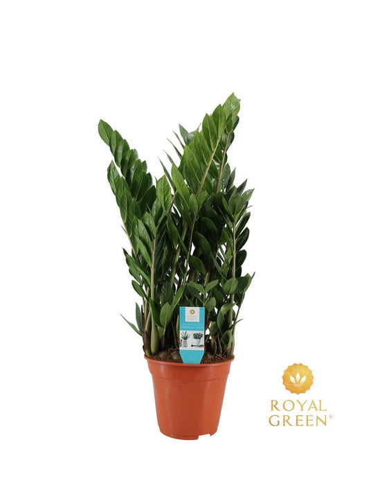 🌿 Zamioculcas | Sterke & Luchtzuiverende Kamerplant