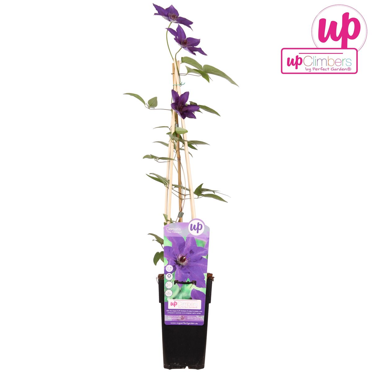 🌸 Clematis ‘The President’ – Klimplant