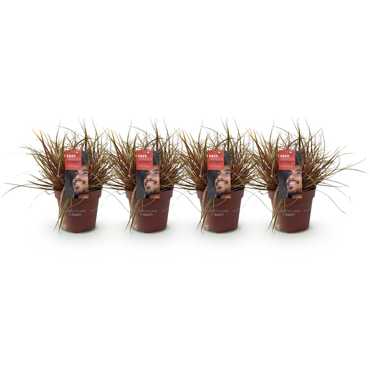 🔥 Uncinia rubra ‘Everflame’ – Rood Siergras | (4 stuks)