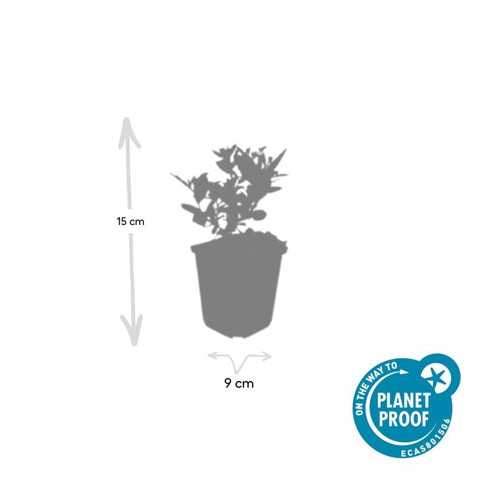 🌸 Aster ageratoides ‘Stardust’ – Herfstaster (6 Stuks)