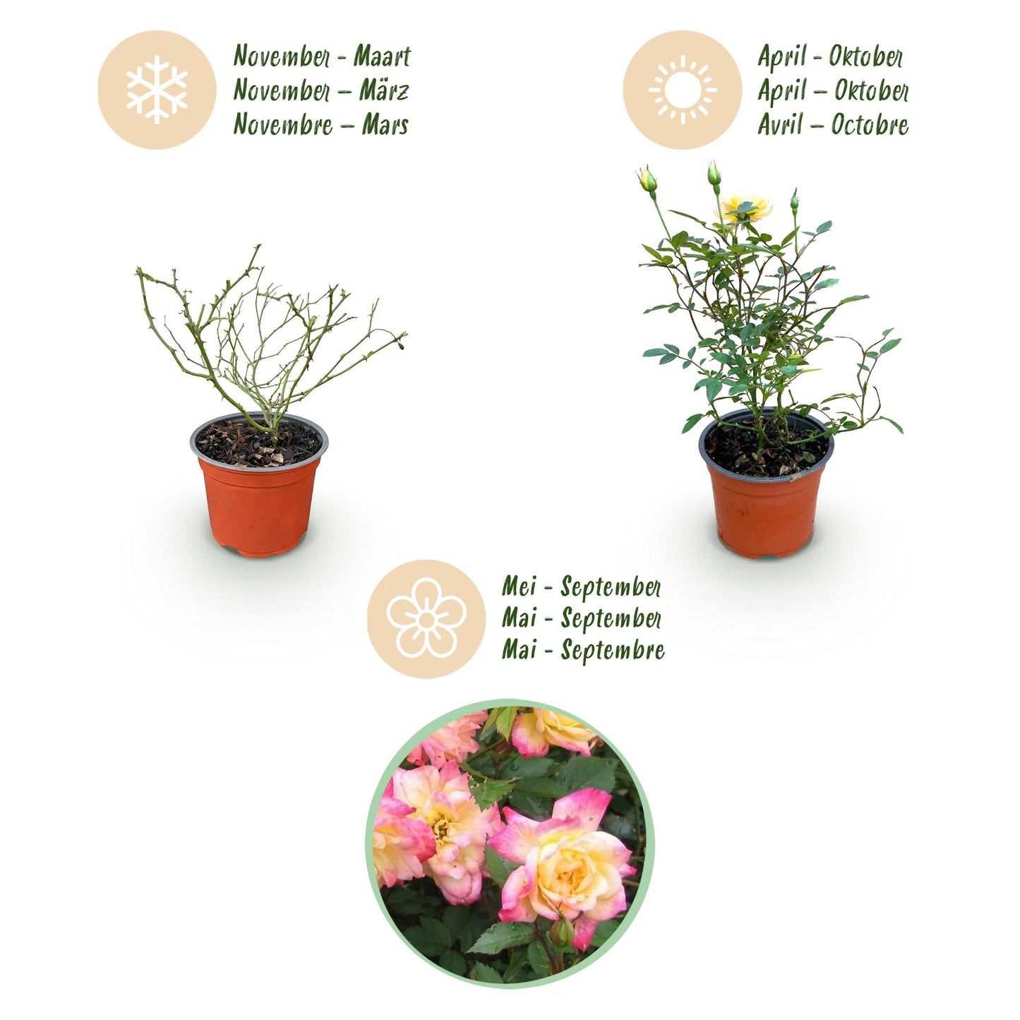 🌹 Rosa 'Tricolor Fairy' | Compacte Rozen met Geel-Roze Bloemen (3 stuks)