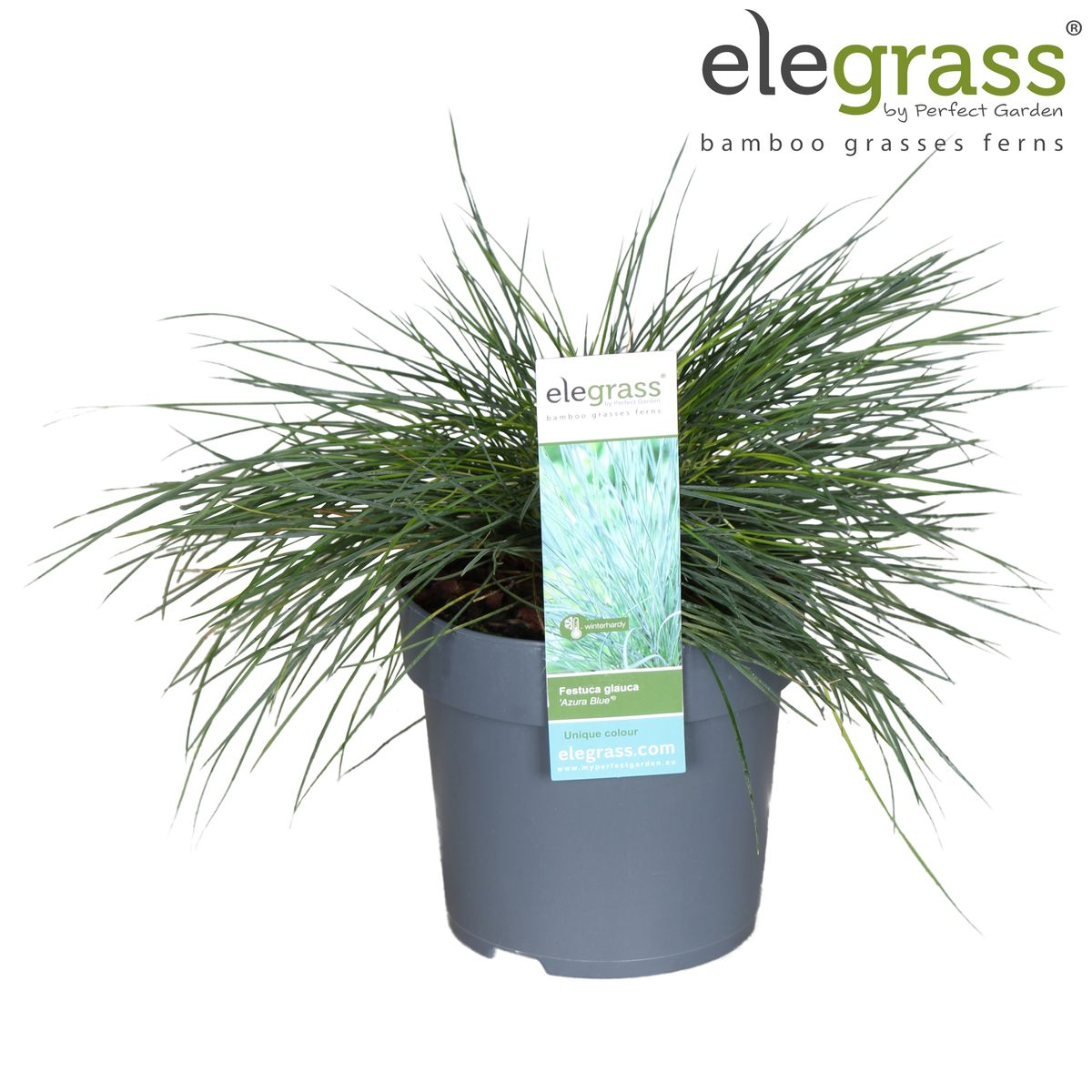 💙 Festuca glauca ‘Azura Blue’ – Blauw Siergras