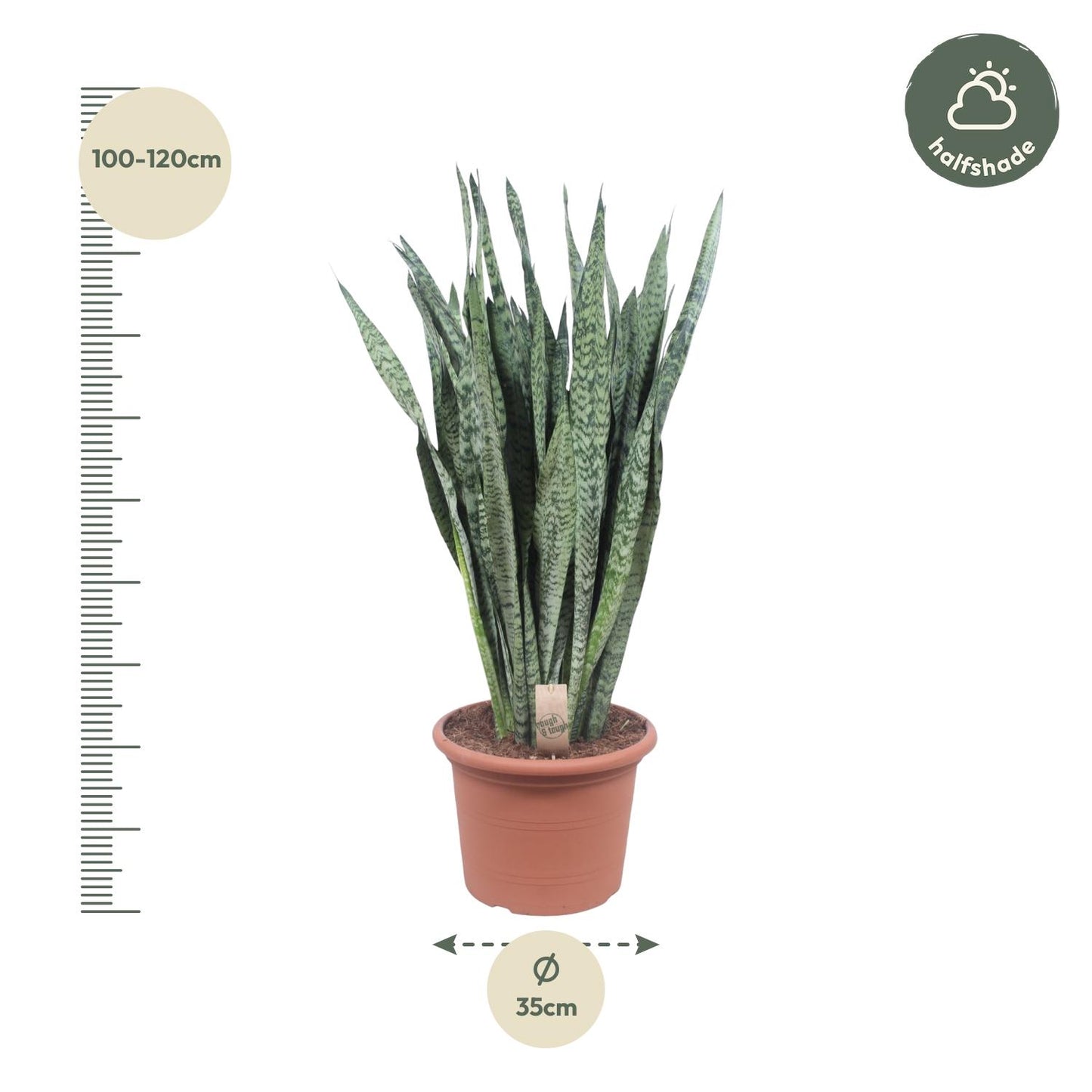 🌿 Sansevieria Zeylanica