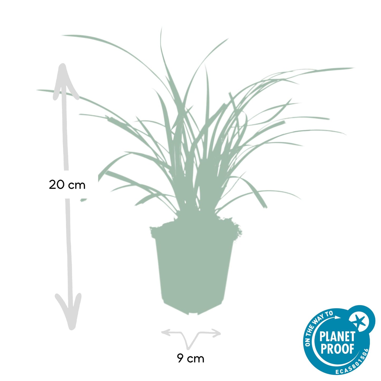 🌾 Carex ‘Ice Dance’ – Wintergroene Bodembedekker (48 stuks – ca. 4–8 m²)