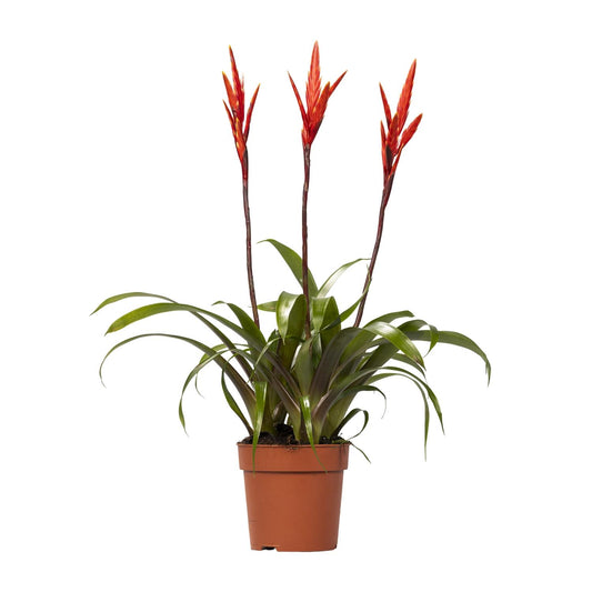 🌸 Vriesea ‘Elan Toef’ Bromelia