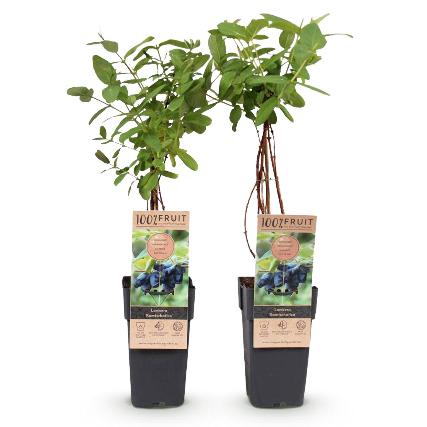 🍇 Lonicera caerulea ‘Kamchatika’ – Honingbes (2 Stuks)