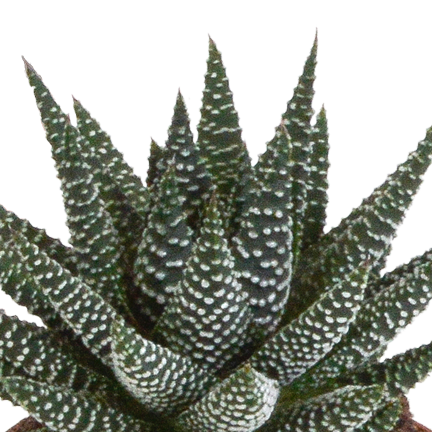 🌵 Gasteria & Haworthia Mix – Zonder pot (3 stuks)
