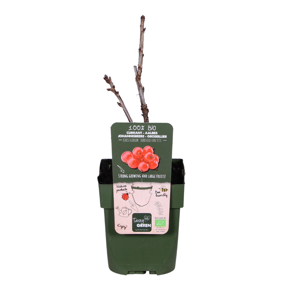 🍒 Ribes rubrum ‘Jonkheer van Tets’ – Aalbes