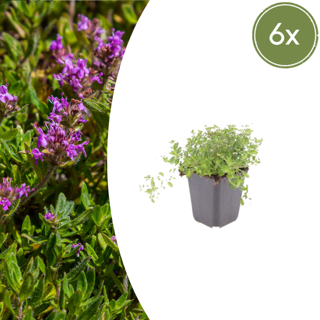 🌿 Thymus serpyllum – Winterharde Kruiptijm Bodembedekker (6 stuks)