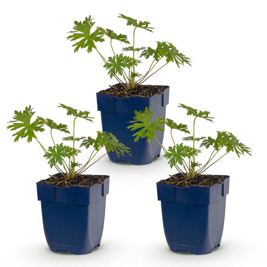 🌿 Geranium 'Johnson's Blue' – Ooievaarsbek | 3 stuks