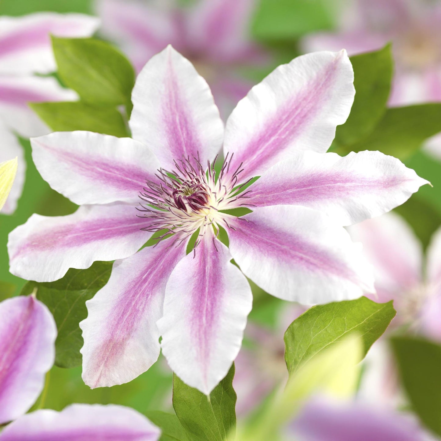 🌸 Clematis ‘Nelly Moser’ – Klimplant (2 Stuks)