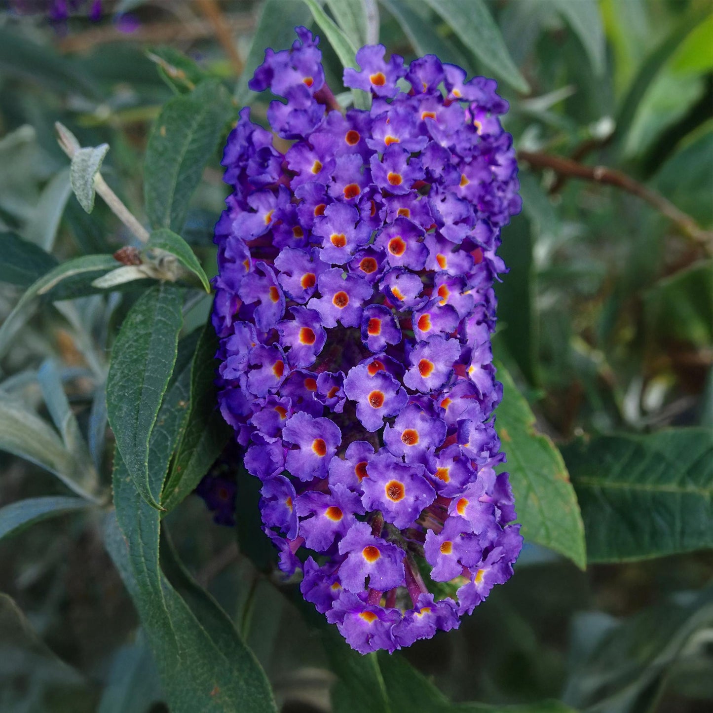 🦋 Buddleja davidii ‘Empire Blue’ – Blauwe Vlinderstruik | (3 stuks)