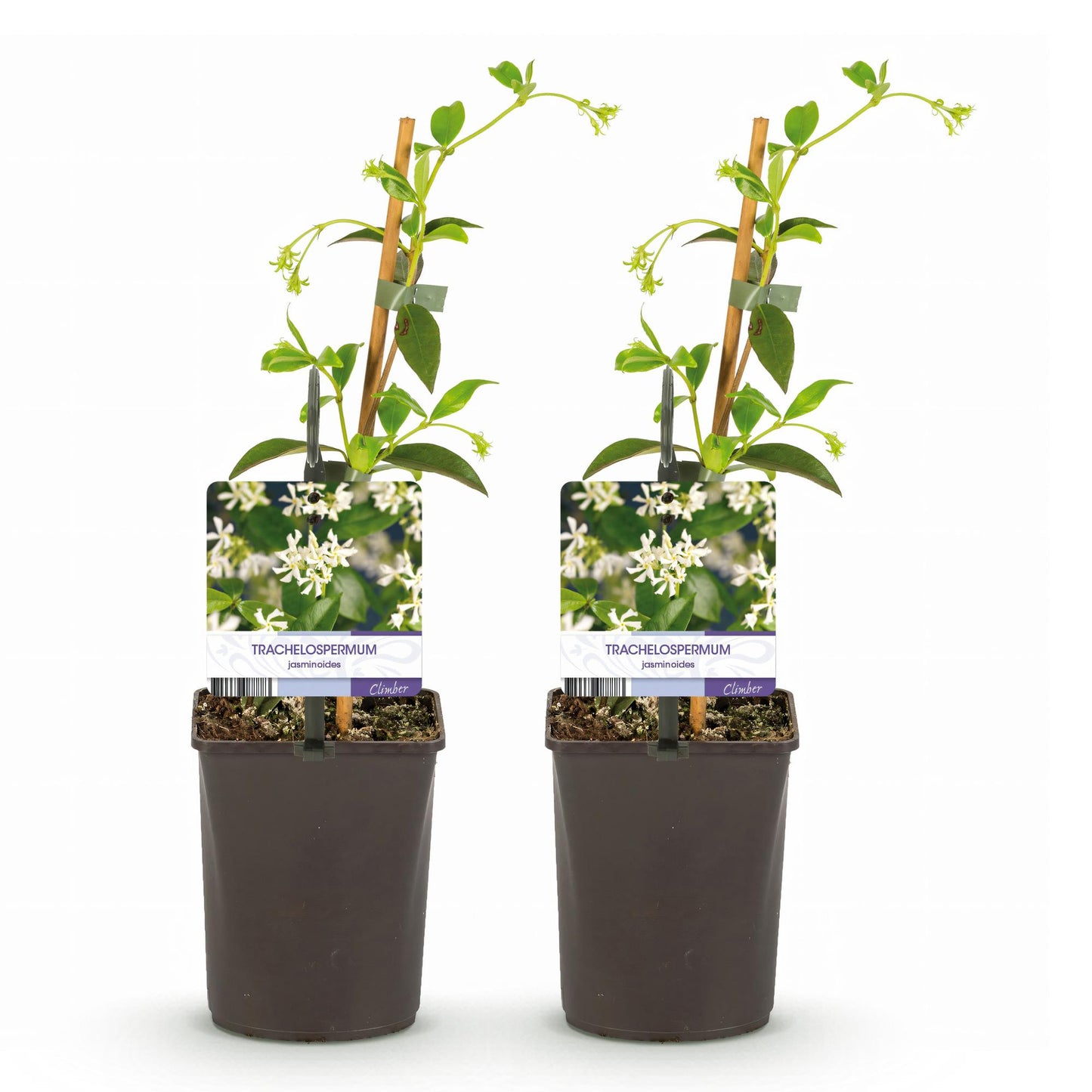 🌸 Trachelospermum jasminoides – Toscaanse Jasmijn (2 stuks)