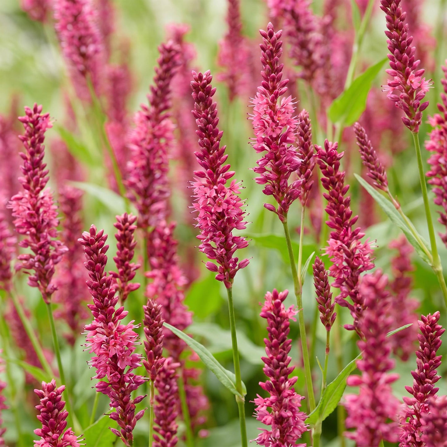 🌿 Persicaria amplexicaulis – Duizendknoop | 3 stuks