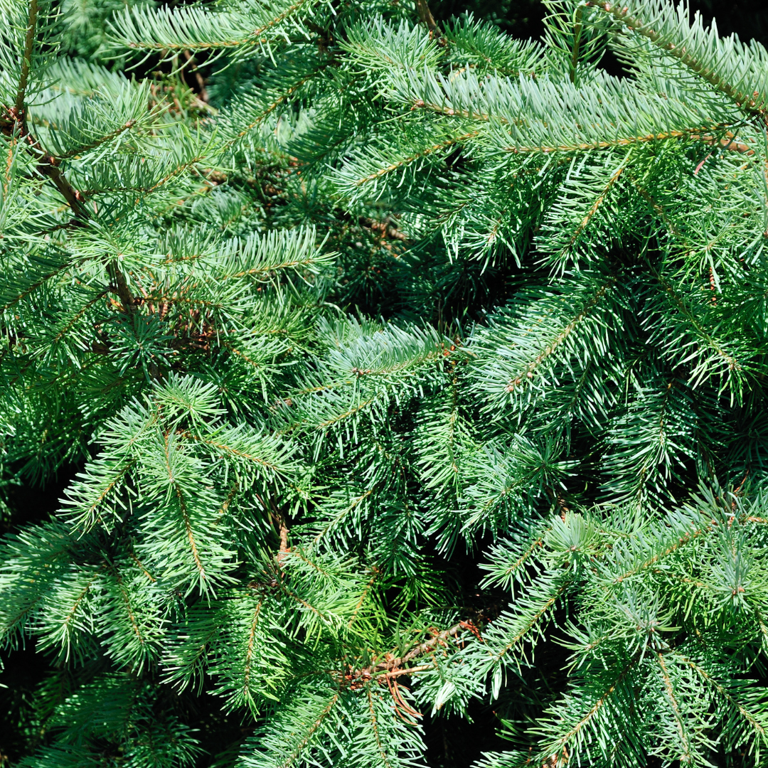 🎄 Picea glauca ‘Conica’ | Wintergroene Tuinplant