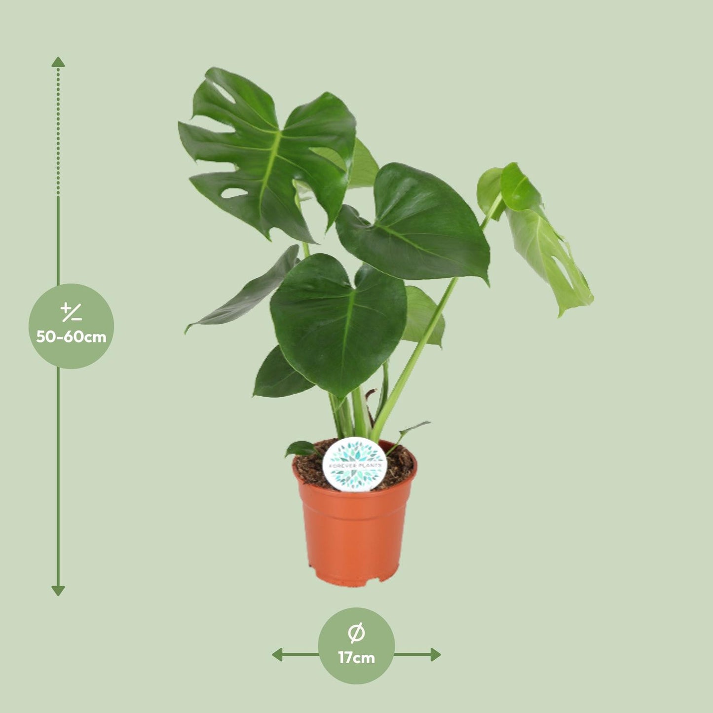 🌿 Monstera Deliciosa | Grote Gatenplant met Tropische Uitstraling