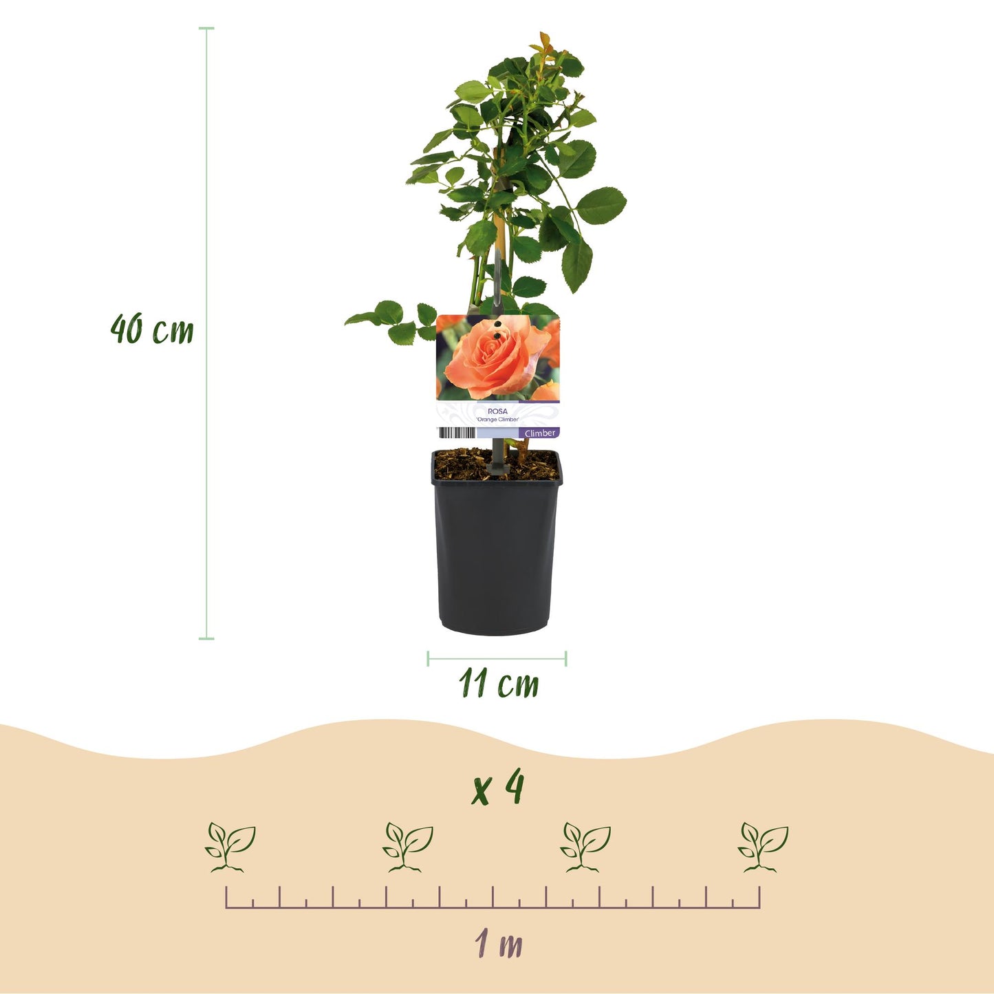 🧡 Rosa ‘Orange Climber’ – Klimroos (2 Stuks)