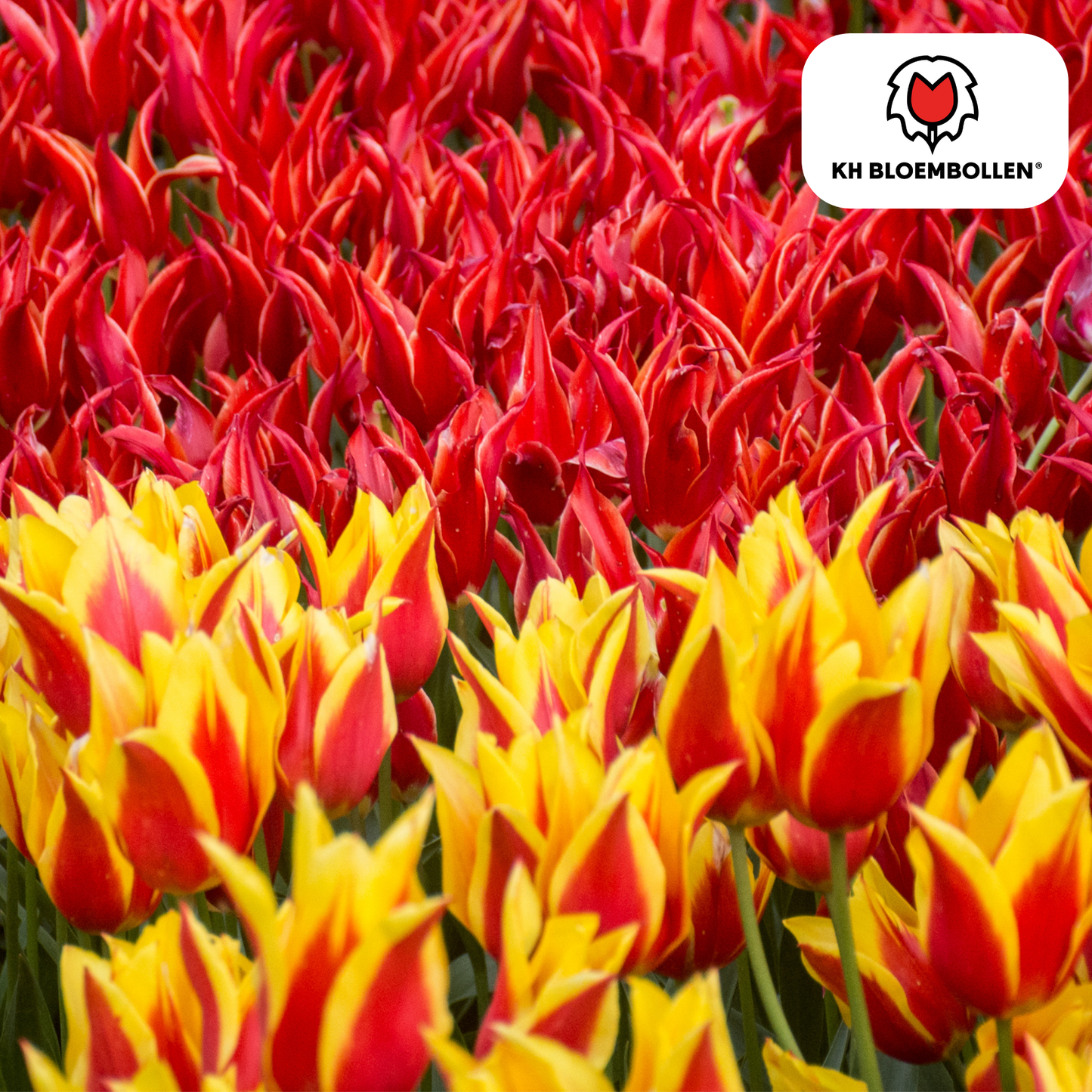 🌷 Tulpenbollen ‘Fire Wings’ – Rood-Geel Gevlamde Tulp (20 Stuks)