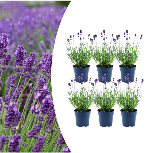 🌿 Lavendel ‘Felice’ – Winterharde Geurende Bodembedekker (6 stuks)