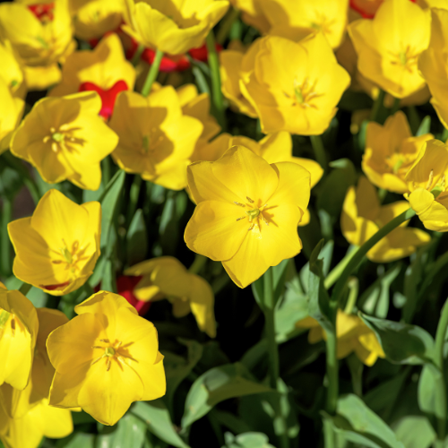🌷 Tulpenbollen ‘Strong Gold’ – Gele Tulp (20 Stuks)