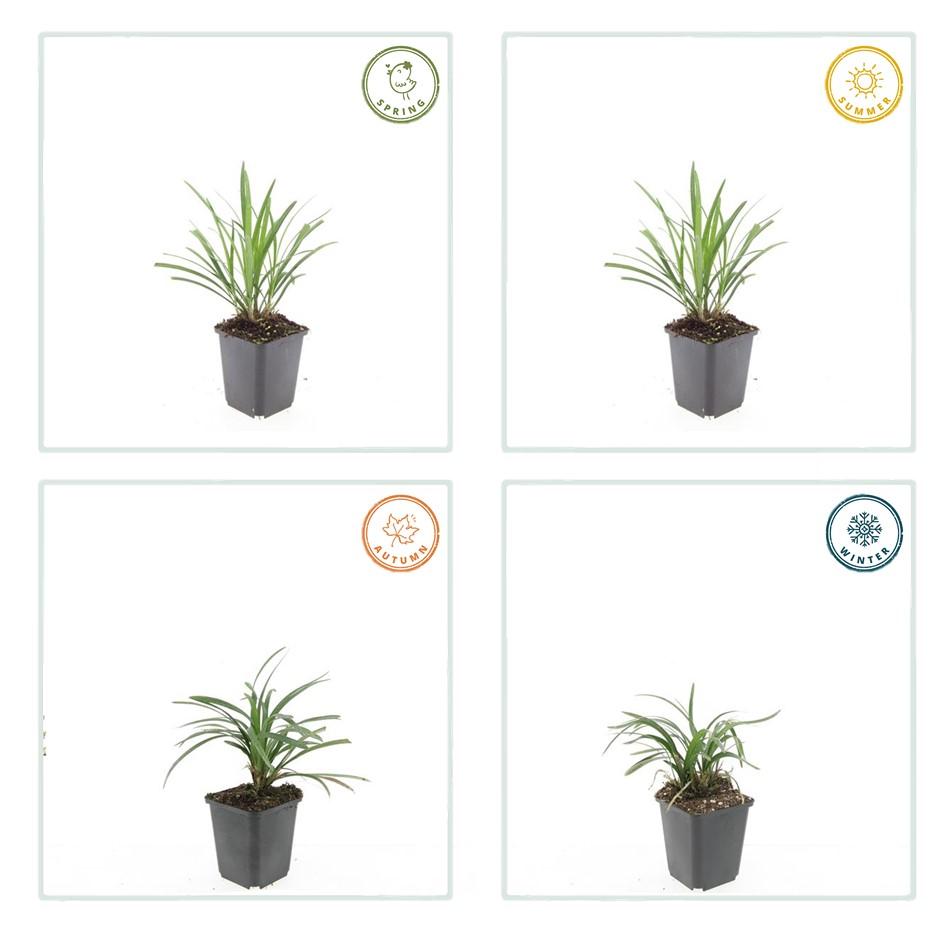 🌿 Liriope ‘Ingwersen’ – Wintergroene Bloeiende Bodembedekker (24 stuks)