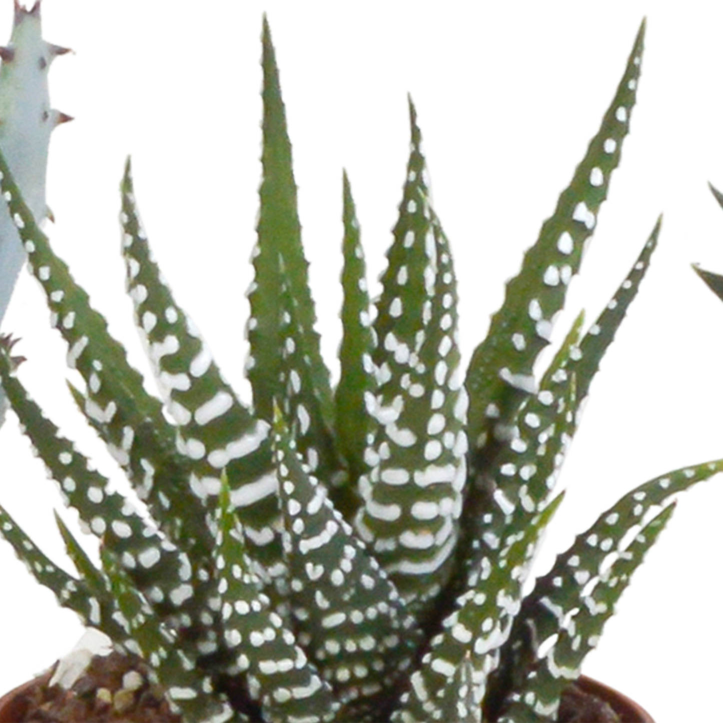 🌵 Gasteria & Haworthia Mix –  Zonder pot (5 stuks)
