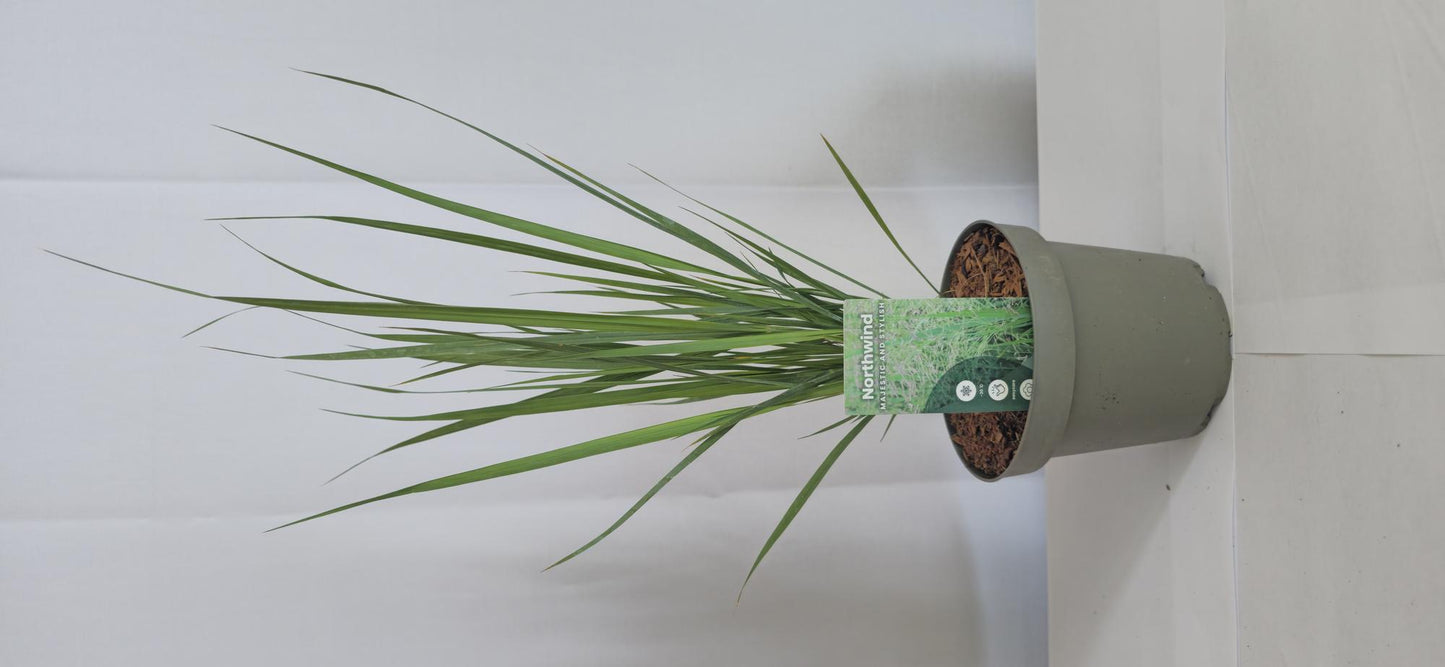🌾 Panicum virgatum ‘Northwind’ – Winterhard Siergras