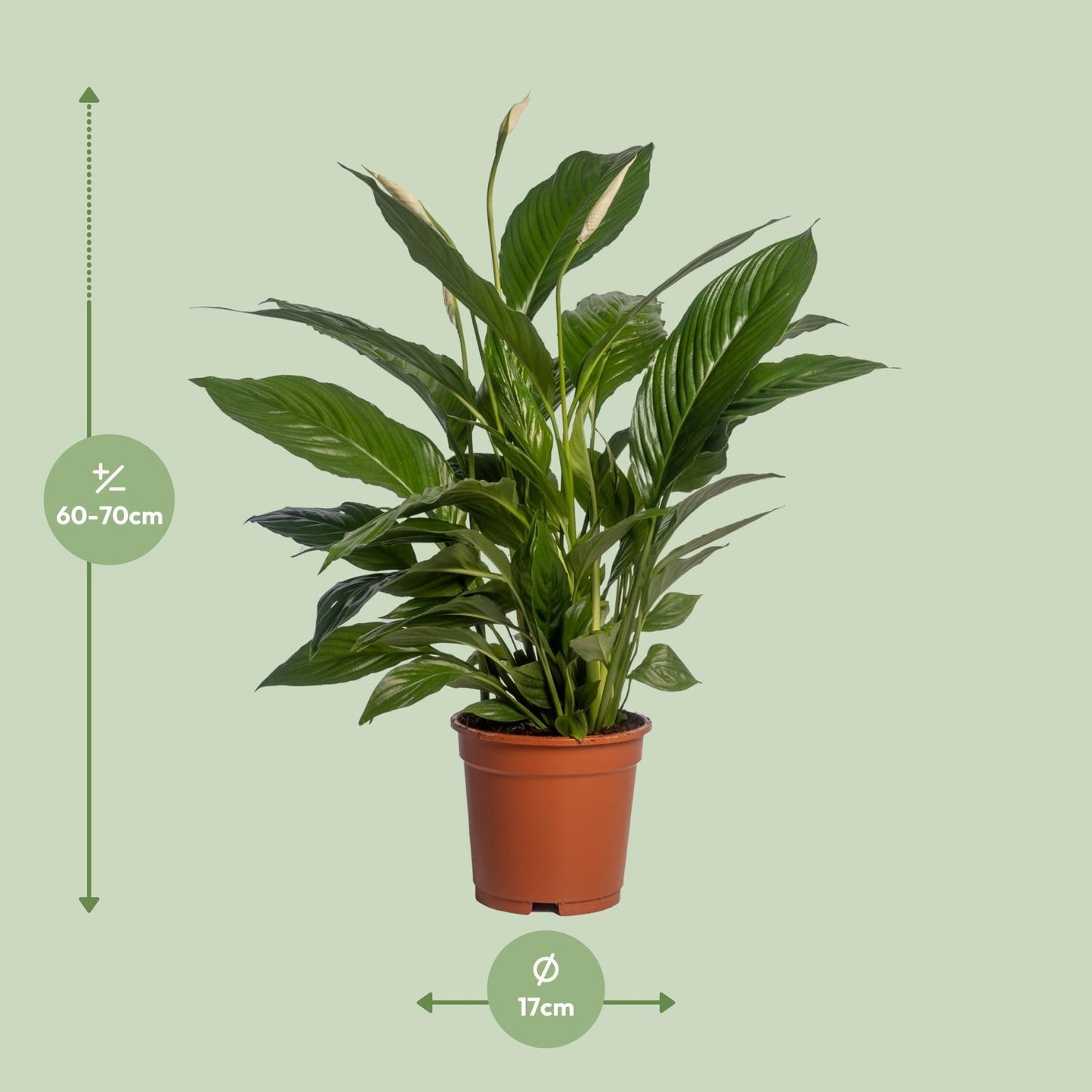 🌿 Spathiphyllum ‘Vivaldi’ Lepelplant