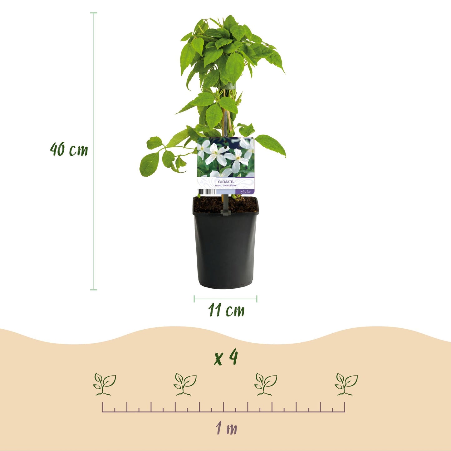 🤍 Clematis montana ‘Grandiflora’ – Witte Bosrank | (2 stuks)