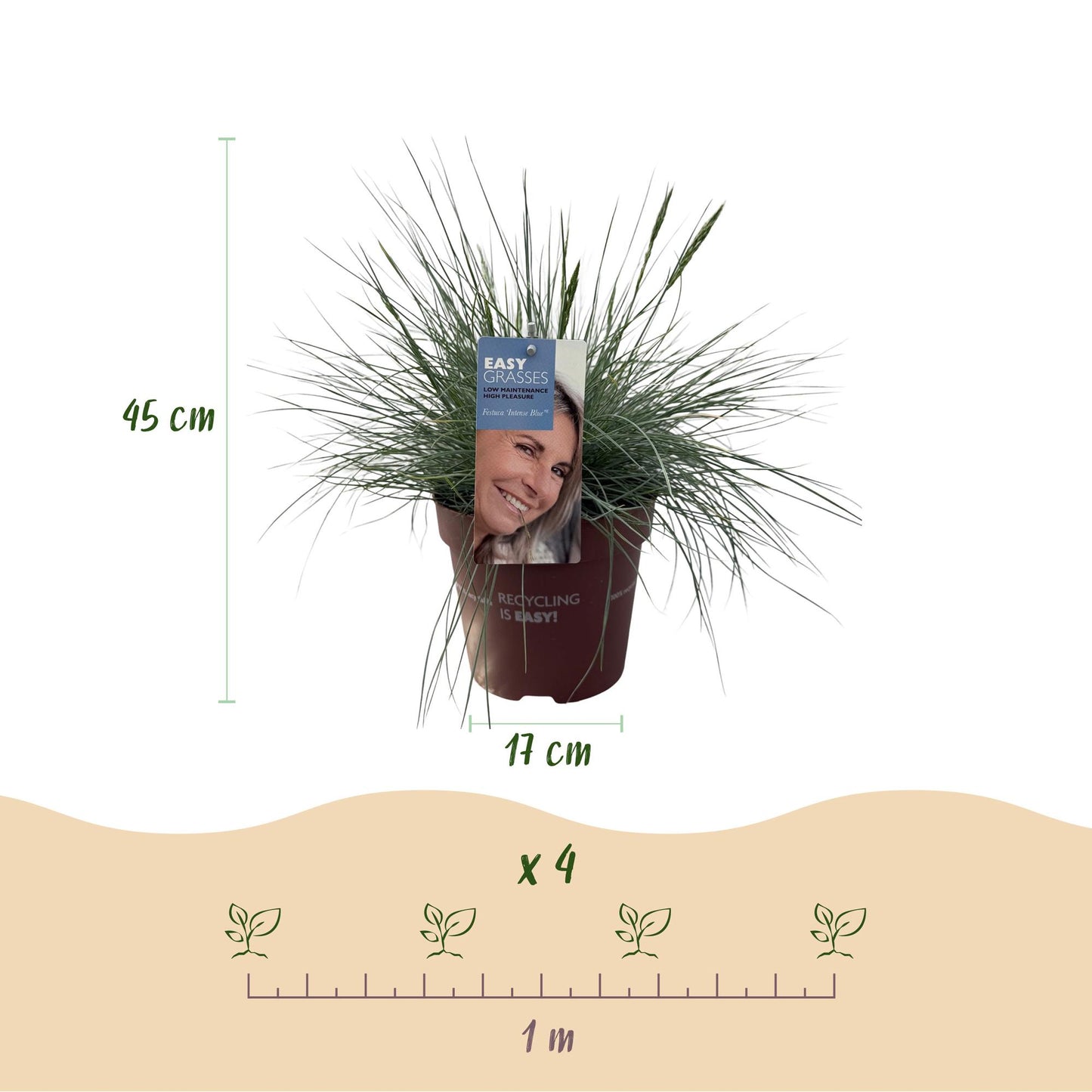 🔵 Festuca glauca ‘Intense Blue’ – Blauw Siergras | (4 stuks)