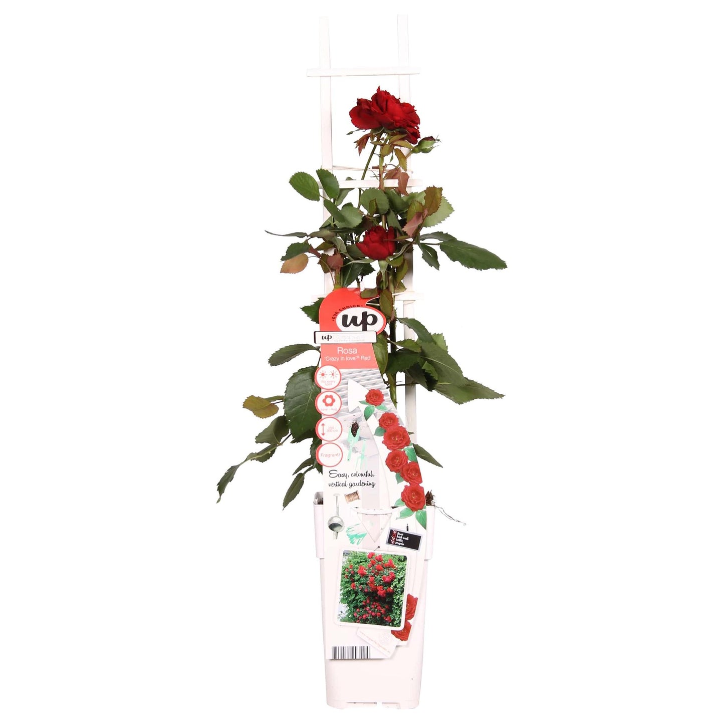 ❤️ Rosa Crazy in Love ‘Red’ – Rode Klimroos