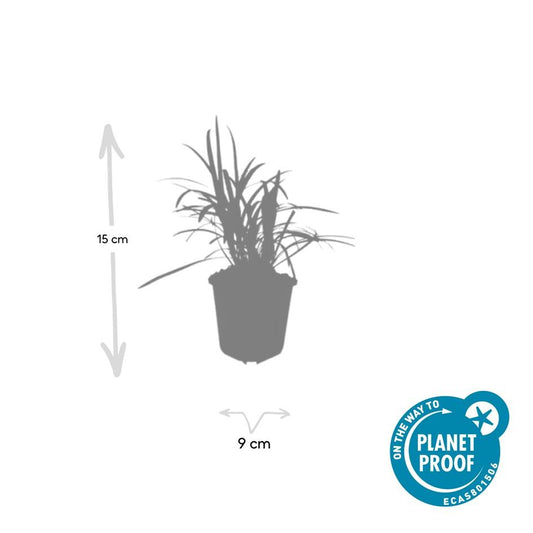 🌿 Liriope muscari 'Moneymaker' – Leliegras ( 48 stuks)