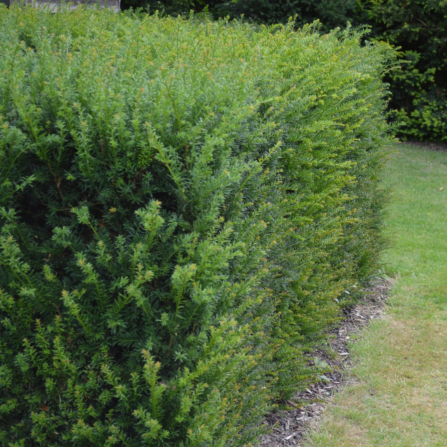 🌿 Taxus baccata | Haagplant (6 Stuks)