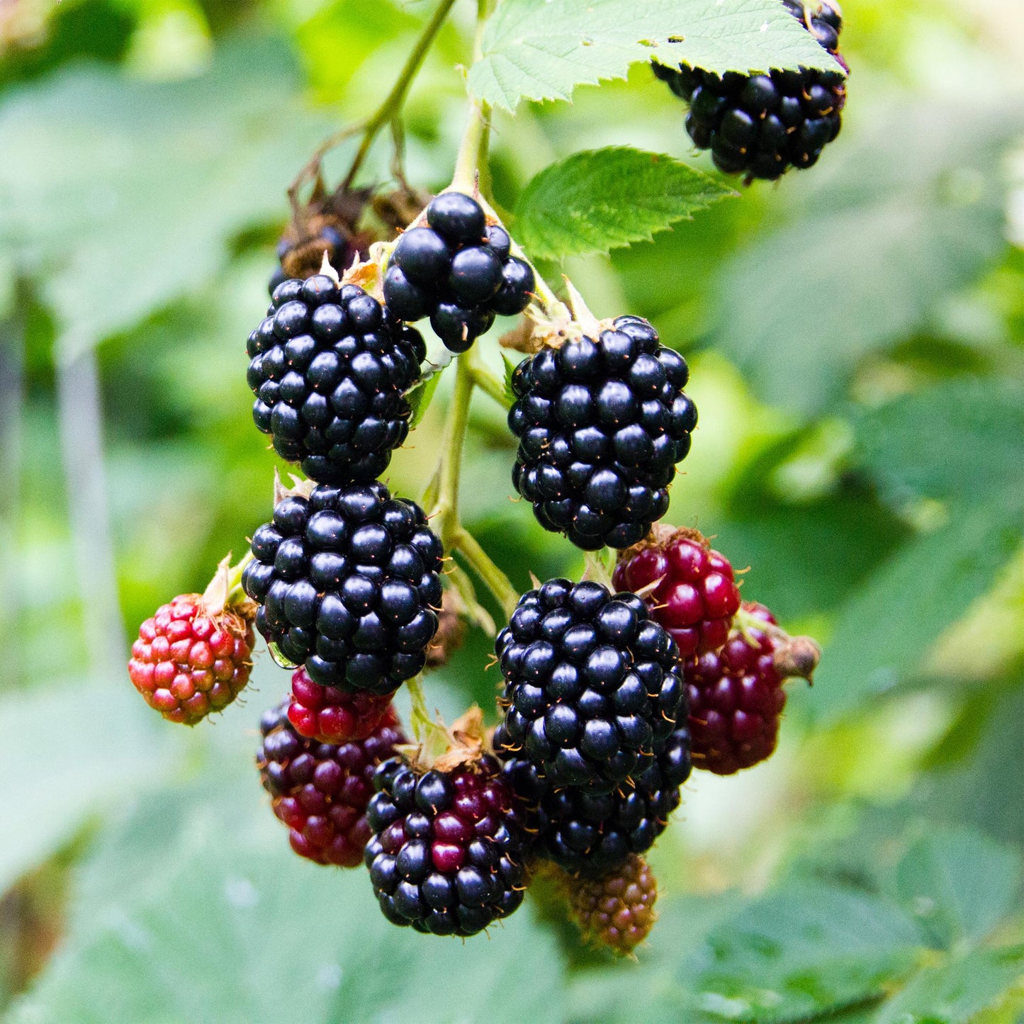 🍇 Rubus fruticosus ‘Triple Crown’ – Doornloze Braam (2 Stuks)