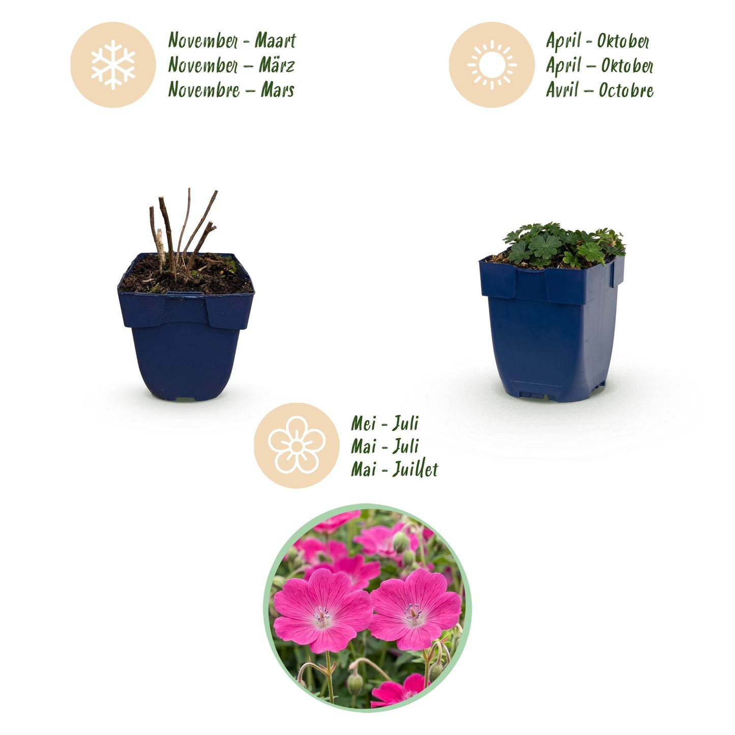 🌿 Geranium sanguineum 'Max Frei' – Ooievaarsbek | 3 stuks