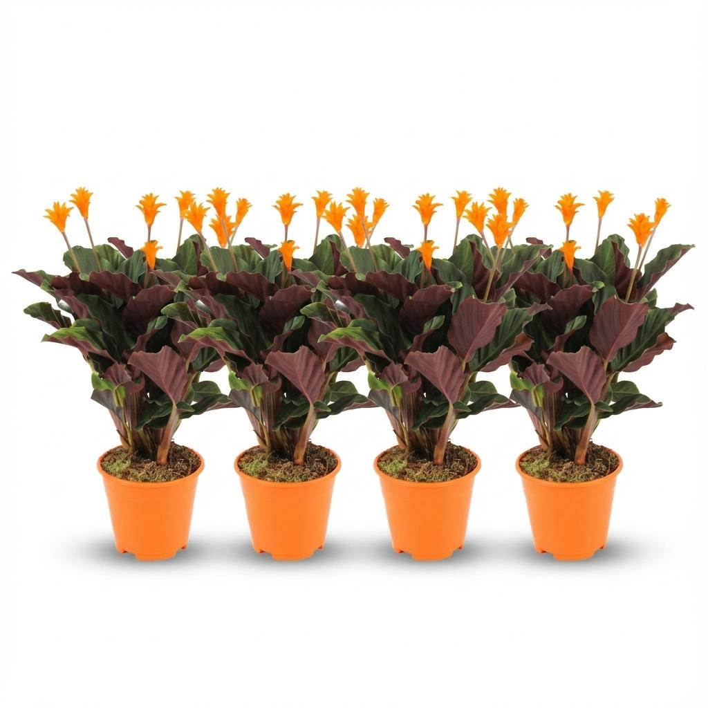 🌿 Calathea Crocata – Pauwenplant | 4 Stuks