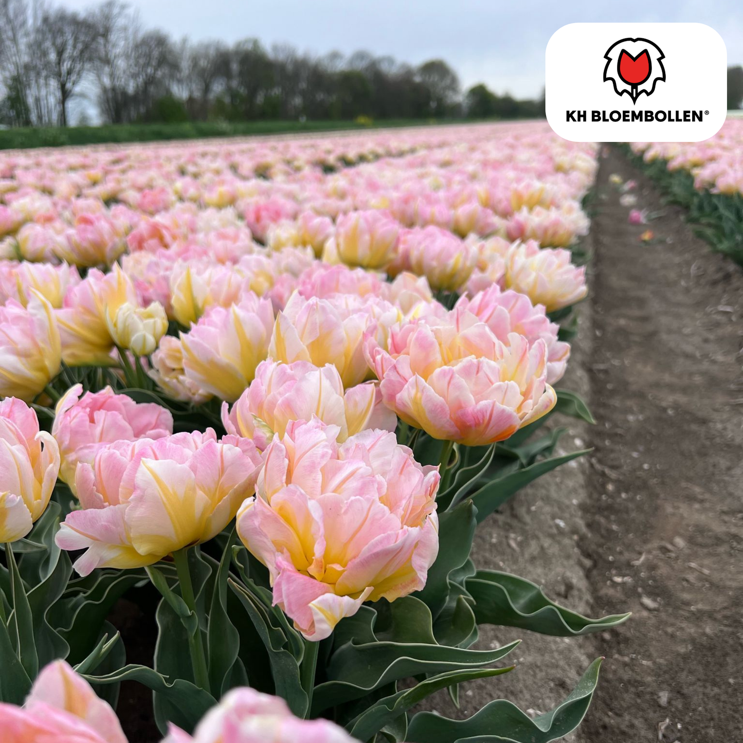 🌷 Tulpenbollen ‘Password’ – Roze Dubbelbloemige Tulp (20 Stuks)